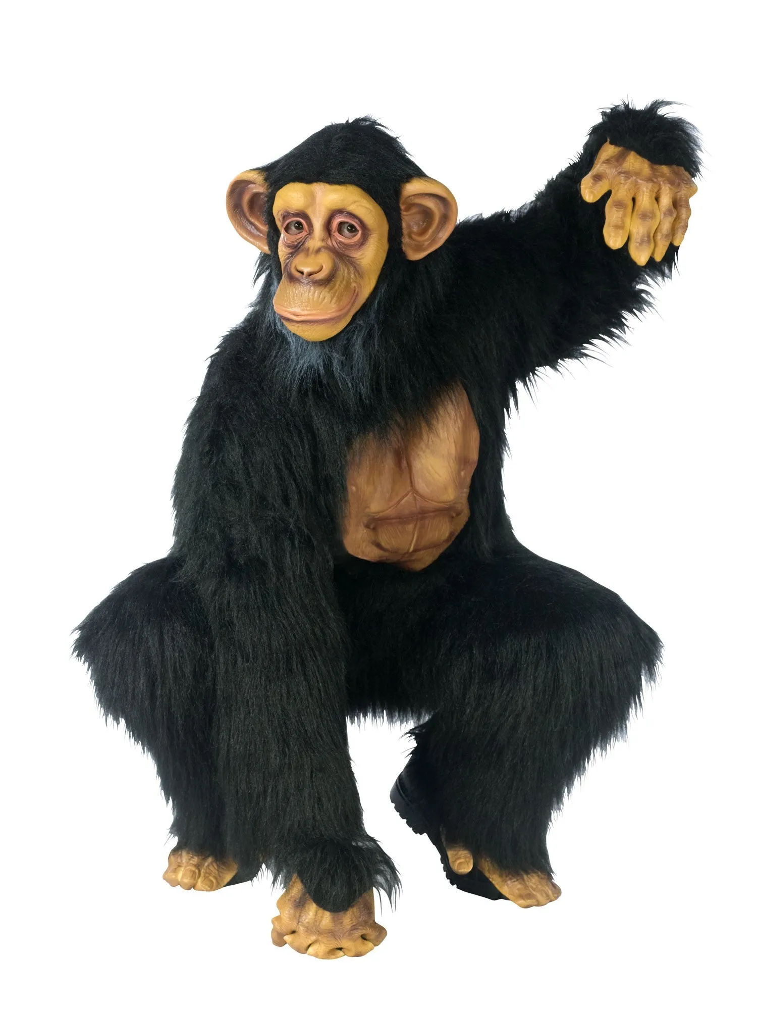 Chimpanzee